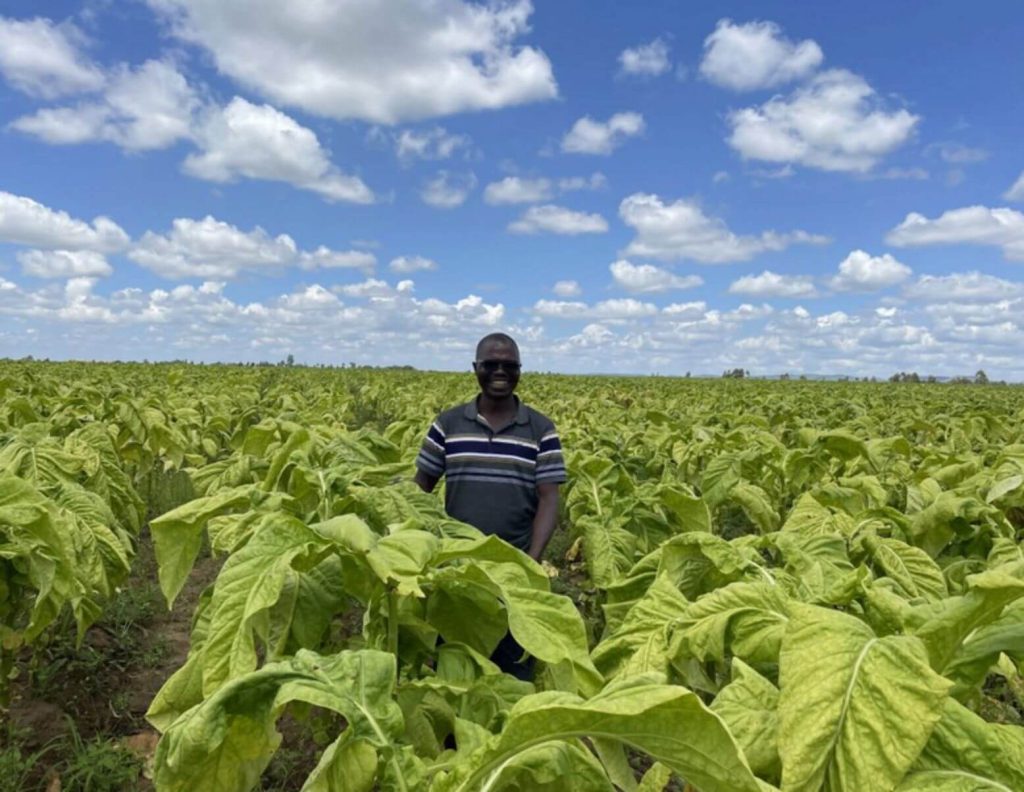 Farmers tending to lush tobacco fields in Tanzania